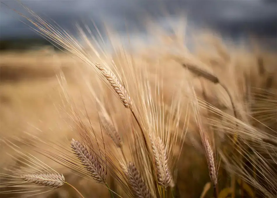 Cambio climático y seguridad alimentaria