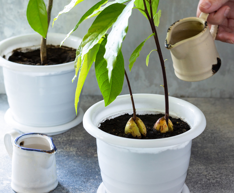 Cultivar aguacate en maceta