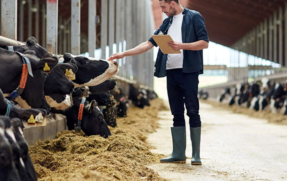 Mejorar el bienestar de los animales productores de alimentos