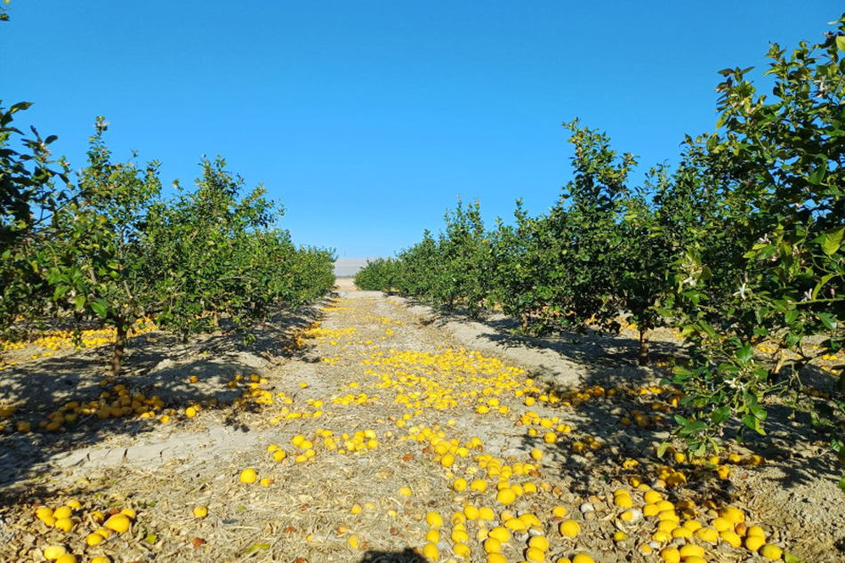 Pagar por los limones que no se recogen en el campo
